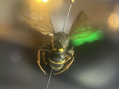 Argogorytes mystaceus