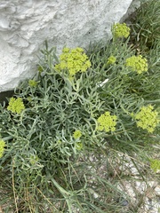 Crithmum maritimum