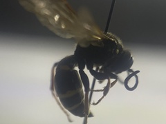 Argogorytes mystaceus