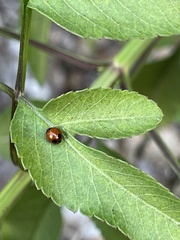 Exochomus marginipennis