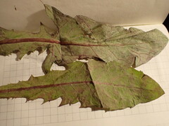 Podosphaera erigerontis-canadensis