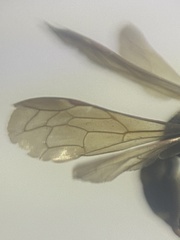 Argogorytes mystaceus