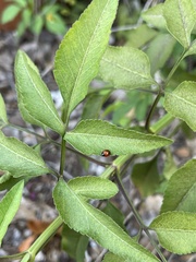 Exochomus marginipennis