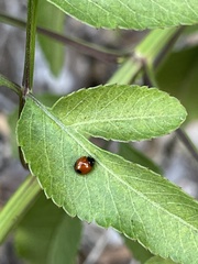 Exochomus marginipennis