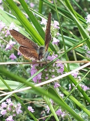 Lycaena tityrus subalpina