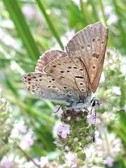 Lycaena tityrus subalpina