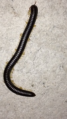 Orthoporus texicolens