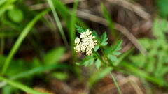 Conioselinum scopulorum