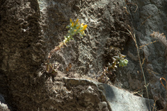 Dudleya cymosa crebrifolia