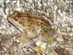 Leptodactylus macrosternum