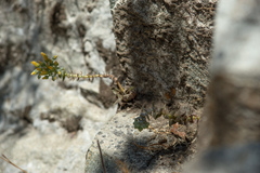 Dudleya cymosa crebrifolia