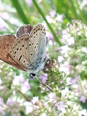 Lycaena tityrus subalpina