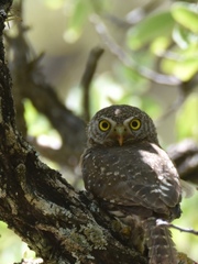 Glaucidium