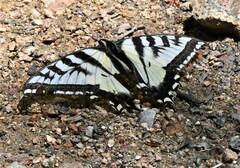 Papilio eurymedon