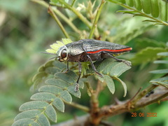 Lampetis roseocarinata