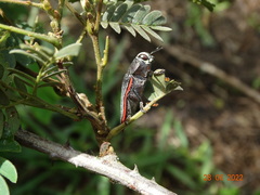 Lampetis roseocarinata