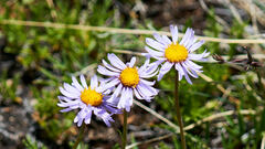 Erigeron pinnatisectus