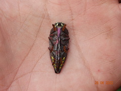 Lampetis roseocarinata