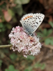 Euphilotes enoptes smithi