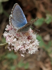 Euphilotes enoptes smithi
