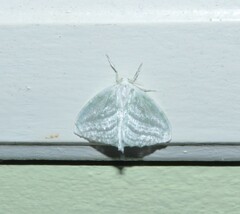 Lepidoptera