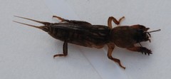 Neocurtilla