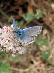 Euphilotes enoptes smithi