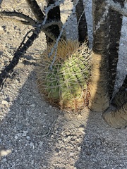 Ferocactus diguetii carmenensis