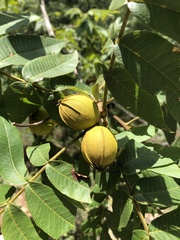 Juglans mollis