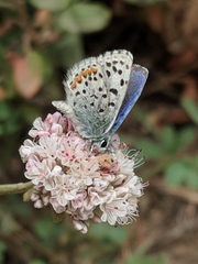 Euphilotes enoptes smithi