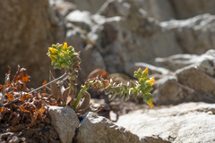 Dudleya cymosa crebrifolia