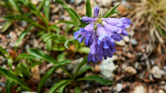 Penstemon virens