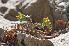Dudleya cymosa crebrifolia