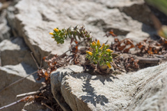 Dudleya cymosa crebrifolia
