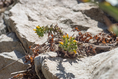 Dudleya cymosa crebrifolia