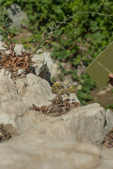 Dudleya cymosa crebrifolia