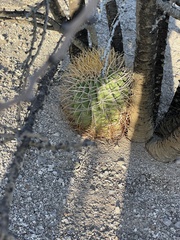 Ferocactus diguetii carmenensis