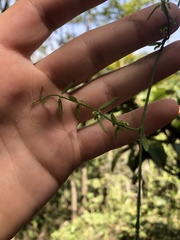 Metastelma barbigerum