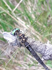 Somatochlora alpestris