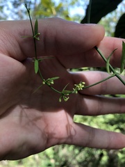 Metastelma barbigerum