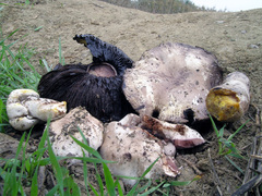 Agaricus iodosmus