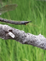 Somatochlora alpestris