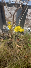 Crepis vesicaria