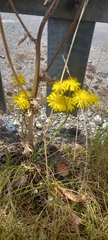 Crepis vesicaria