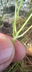 Crepis vesicaria