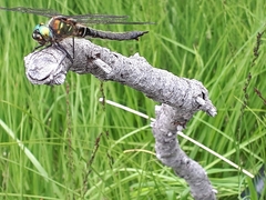Somatochlora alpestris