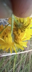 Crepis vesicaria