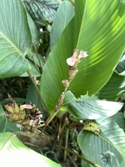 Calathea ischnosiphonoides