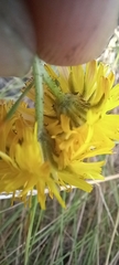 Crepis vesicaria