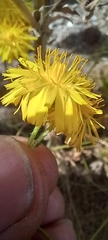Crepis vesicaria